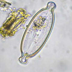 Caloneis amphisbaena