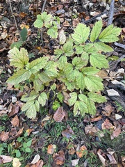 Actaea