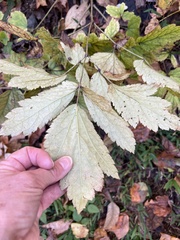 Actaea