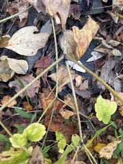 Actaea