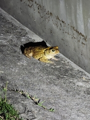 Peltophryne peltocephala