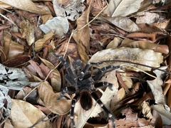 Acanthoscurria geniculata