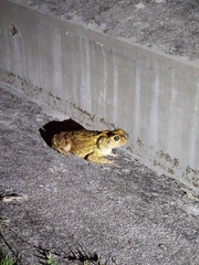 Peltophryne peltocephala