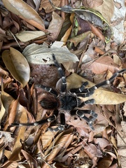 Acanthoscurria geniculata