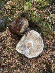 Russula adusta