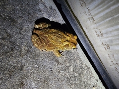 Peltophryne peltocephala