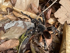 Acanthoscurria geniculata