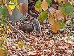 Sciurus carolinensis