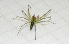 Lyssomanes bitaeniatus