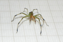 Lyssomanes bitaeniatus