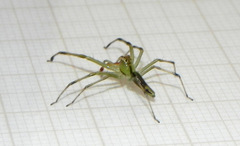 Lyssomanes bitaeniatus