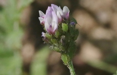 Acyrthosiphon
