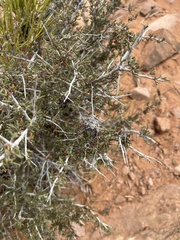 Cercocarpus intricatus