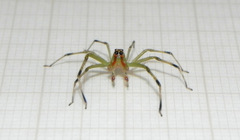 Lyssomanes bitaeniatus