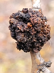 Aceria parapopuli