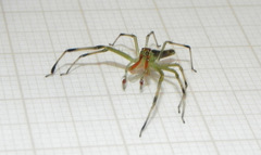 Lyssomanes bitaeniatus