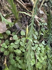 Pterostylis trullifolia
