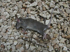 Muroidea