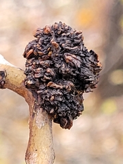 Aceria parapopuli