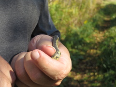 Thamnophis sirtalis