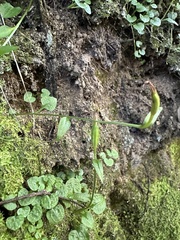 Pterostylis trullifolia