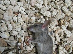 Muroidea