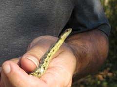 Thamnophis sirtalis
