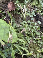 Pterostylis trullifolia
