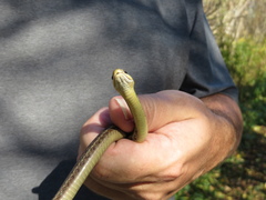 Thamnophis sirtalis