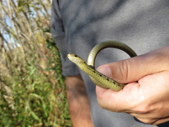 Thamnophis sirtalis
