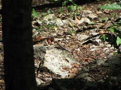 Sceloporus chrysostictus