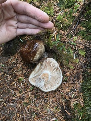 Russula adusta
