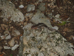 Sceloporus chrysostictus