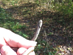 Thamnophis sirtalis