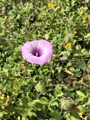 Ipomoea trifida