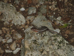 Sceloporus chrysostictus