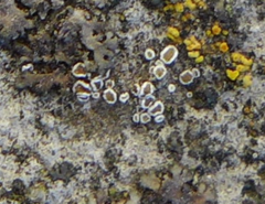 Myriolecis dispersa