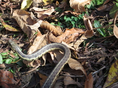 Thamnophis sirtalis