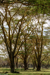 Vachellia xanthophloea