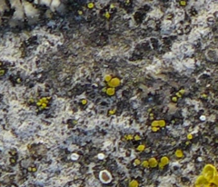 Candelariella
