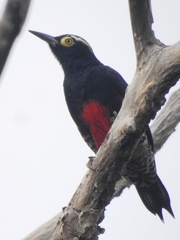 Melanerpes cruentatus