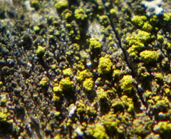 Candelariella