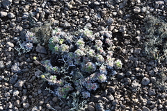 Potentilla subvahliana