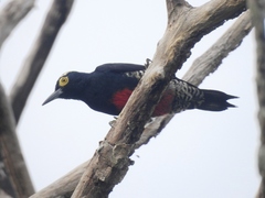 Melanerpes cruentatus