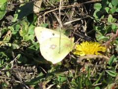 Colias philodice