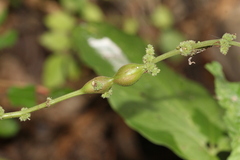 Neolasioptera boehmeriae