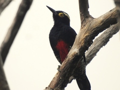Melanerpes cruentatus