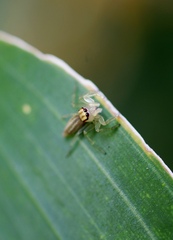 Chira