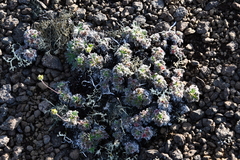 Potentilla subvahliana