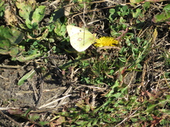 Colias philodice